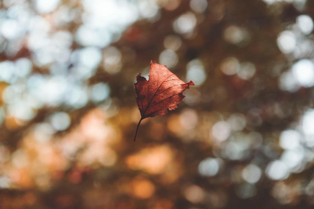 autumn